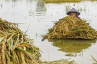 Diterjang Banjir, Ribuan Hektare Sawah di Jawa Tengah Terancam Gagal Panen