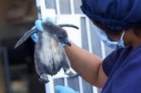 Bantu Burung Afrika dari Kepunahan, Rayakan Paskah dengan Mengadopsi Telur Penguin