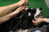Penelitian Sebut Anjing dapat Memahami Kata-kata Merujuk Objek seperti Manusia