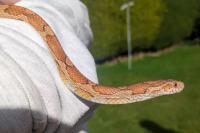 Inilah Beberapa Mitos Ular Masuk Rumah