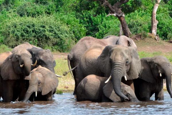 Dalam foto bertanggal 3 Maret 2013 ini, gajah sedang minum air di Taman Nasional Chobe di Botswana. Presiden Mokgweetsi Masisi telah melonggarkan pembatasan perburuan gajah sejak ia menjabat. (FOTO: AP)