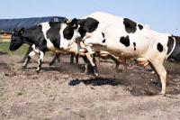 Sapi organik terlihat dilepasliarkan untuk merumput di ladang Ny Lundgaard di Tjele, Jutland, Denmark 18 April 2021. Foto via REUTERS