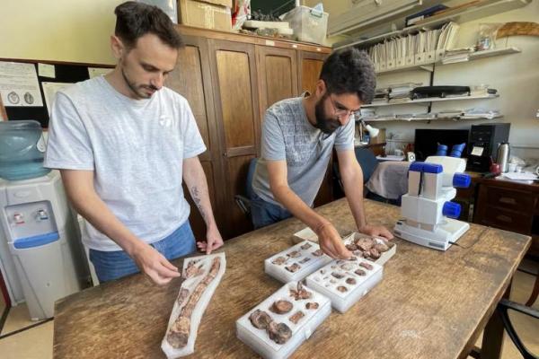 Ahli paleontologi Argentina Rodrigo Alvarez dan Sebastian Rozadilla melihat fosil Chakisaurus nekul, dinosaurus herbivora yang baru ditemukan di Buenos Aires, Argentina 24 April 2024. REUTERS 