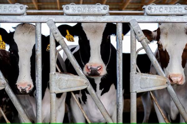 Sapi peternak sapi perah Brent Pollard berdiri di kandangnya di peternakan sapi di Rockford, Illinois, AS, 9 April 2024. REUTERS 