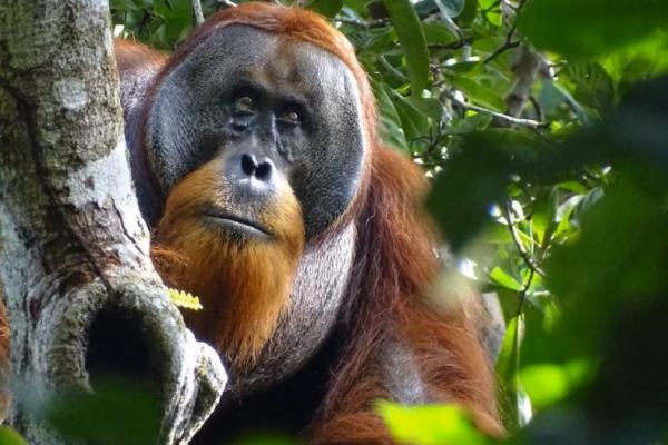 Seekor orangutan sumatera jantan bernama Rakus terlihat di lokasi penelitian Suaq Balimbing, kawasan hutan hujan lindung di Indonesia, pada 25 Agustus 2022. Handout via REUTERS 