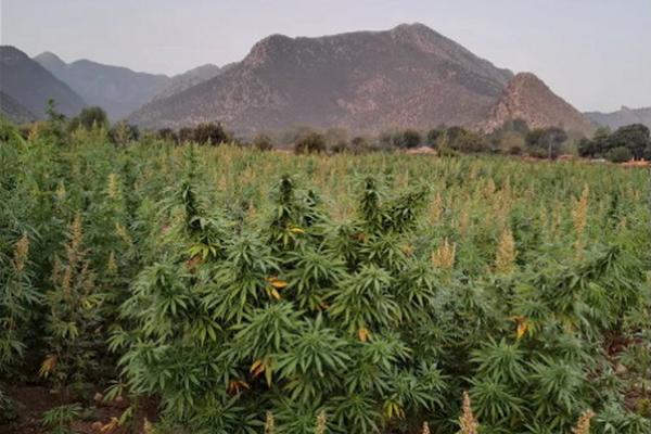 Perkiraan pemerintah menunjukkan terdapat hampir 28.000 hektar (70.000 hektar) perkebunan ganja di Pakistan. (FOTO: COURTESY SULEMAN SHAH) 