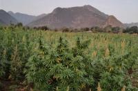 Di Tengah Kesulitan Ekonomi, Pakistan Bertaruh pada Harga Ganja yang Tinggi