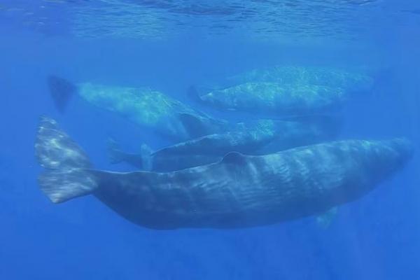 Sekelompok paus sperma terlihat berenang di lepas pantai Milazzo, Sisilia, dalam gambar diam yang diambil dari video, 29 Juni 2020. Handout via REUTERS 