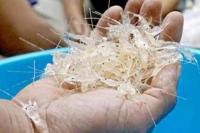 Sepanjang 2024 Aparat Ungkap 8 Kasus Penyelundupan Benih Lobster