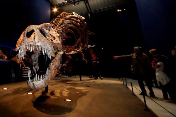 Pengunjung melihat kerangka Tyrannosaurus rex berusia 67 juta tahun, bernama Trix, di Museum Nasional Sejarah Alam Prancis di Paris, Prancis, 6 Juni 2018. REUTERS 