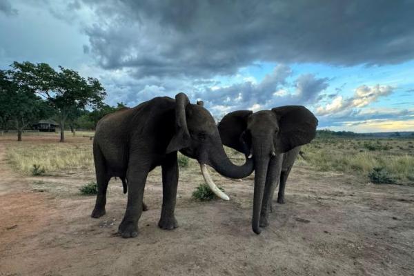 Gajah sabana jantan Doma dan gajah sabana betina Kariba sedang melakukan perilaku menyapa di Cagar Alam Jafuta di Zimbabwe dalam gambar selebaran tak bertanggal via REUTERS. 