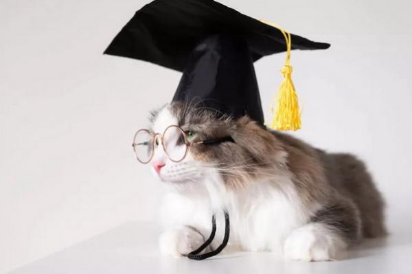 Hibur Mahasiswa dan Dosen, Seekor Kucing Dapat Gelar Kehormatan dari Vermont College. (FOTO: GETTY IMAGE) 