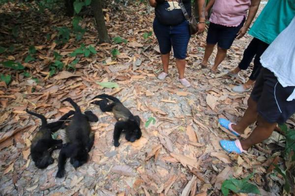 Relawan mengamati monyet Saraguato yang mati di tengah kekeringan dan suhu tinggi di Buena Vista, Comalcalco, Meksiko, 18 Mei 2024. REUTERS 