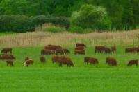 Kunjungi Swedia, NFA Sebut Indonesia Bisa Terapkan Peternakan Free Ranch