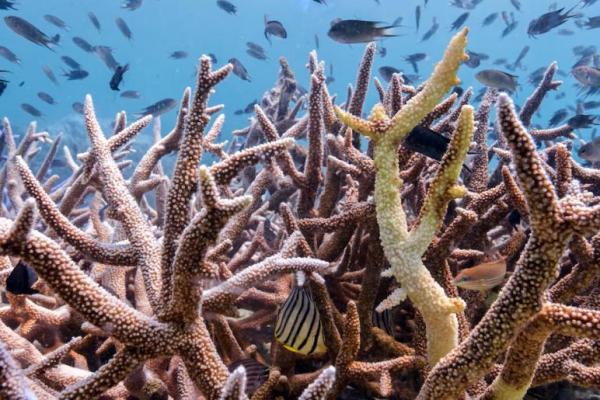 Karang yang memutih terlihat di terumbu karang di Koh Mak, provinsi Trat, Thailand, 8 Mei 2024. REUTERS 