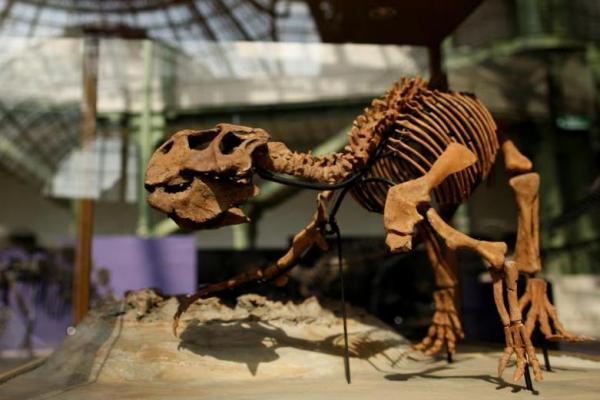 Fosil yang Ditemukan Tiongkok Ungkap Evolusi Kulit pada Dinosaurus Berbulu
