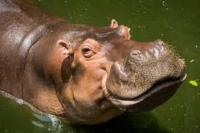 Inilah Fakta Unik Kuda Nil yang Jarang Diketahui