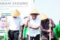 Kepala NFA: Hari Ini, Jagung Sangat Menjanjikan 