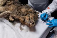 Ilmuwan Rusia Mengotopsi Bangkai Serigala Permafrost Berusia 44.000 Tahun