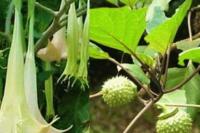 Ini Hukum Kepemilikan Tanaman yang Menjalar ke Lahan Tetangga