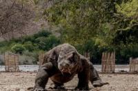Penutupan Taman Nasional Komodo Tak Ganggu Target Kunjungan Wisatawan