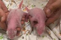 Panda Raksasa di Hong Kong Melahirkan Bayi Kembar, Menjadi Ibu Panda Tertua di Dunia