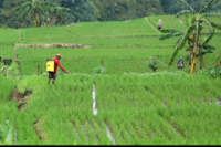 Prabowo Perintahkan Program Cetak 3 Juta Hektare Sawah Dipercepat