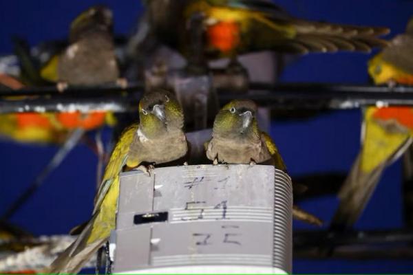 Hutan Digunduli, Ribuan Burung Beo Serang Kota di Argentina