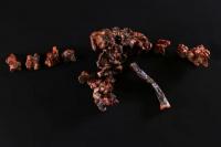 Fosil Spesies Reptil Baru Ditemukan di Brasil, Ungkap Kebangkitan Dinosaurus