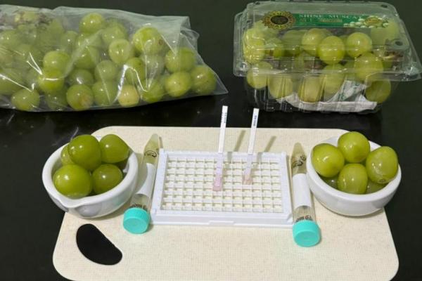 Rapid Test Badan Pangan, Anggur Shine Muscat Aman Dikonsumsi 