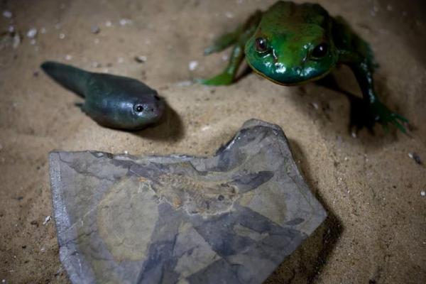 Ilmuwan di Argentina Temukan Kecebong Tertua dari Zaman Dinosaurus