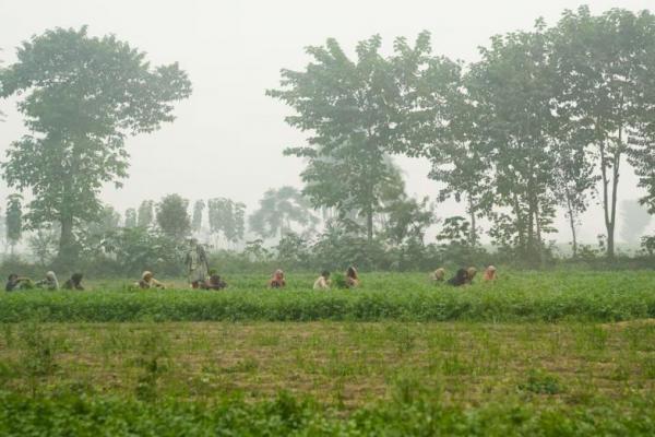 Polusi Makin Parah, Pakistan Melarang Warga ke Taman dan Kebun Binatang