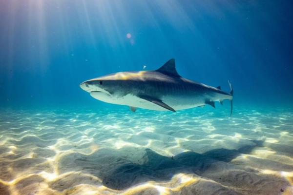 Waspada, Ini Lima Ikan Laut dengan Kandungan Merkuri Tinggi