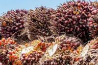 Diterapkan 2025, Biodiesel B40 Tak Ganggu Produksi Minyak Goreng