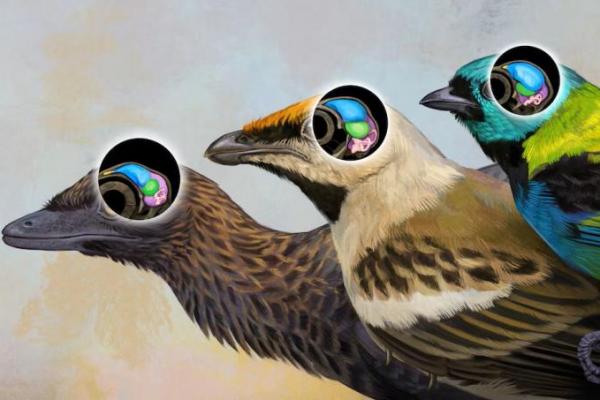 Fosil Tengkorak Unik dari Brasil Ungkap Evolusi Otak Burung