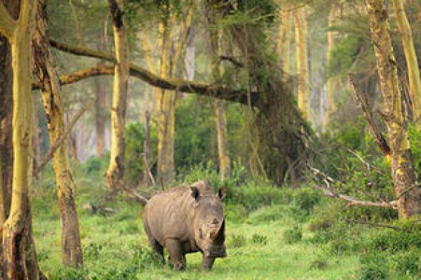 Indonesia Miliki 564 Kawasan Konservasi, Didominasi Cagar Alam