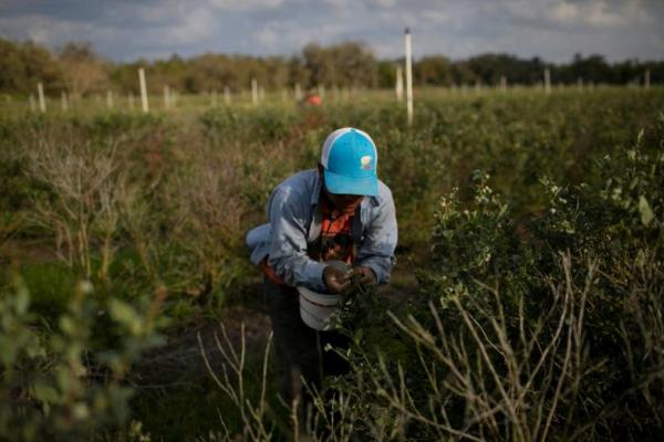 Kelompok Pertanian AS Ingin Trump Selamatkan Pekerjanya dari Deportasi