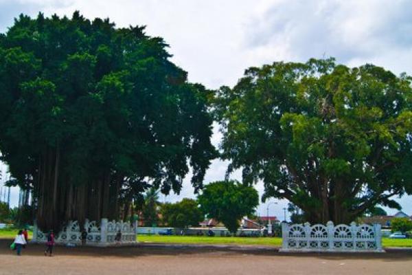 Mitos Beringin Kembar di Keraton Yogyakarta yang Melegenda