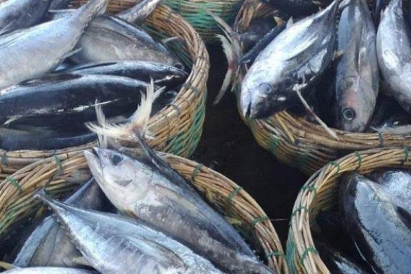 Ikan Melimpah, Indonesia Bisa Capai Merdeka Protein 100 Gram