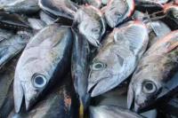 Dongkrak Produktivitas Pangan Akuatik, BRIN Kembangkan Vaksin Ikan 