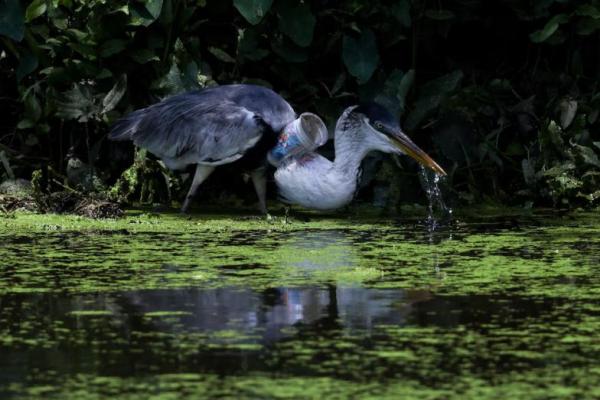 Bangau Ini Terbang Lagi Usai Gelas Plastik Dikeluarkan dari Lehernya