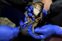 Katak Raksasa di Chili Hadapi Ancaman dari Manusia dan Perubahan Iklim