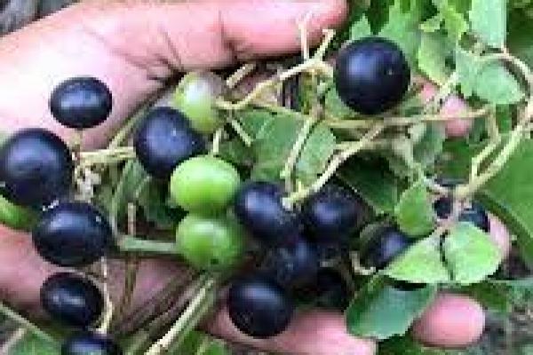 Gaet Pemerintah Daerah, Pelindo Solusi Logistik Lestarikan Buah Lakum