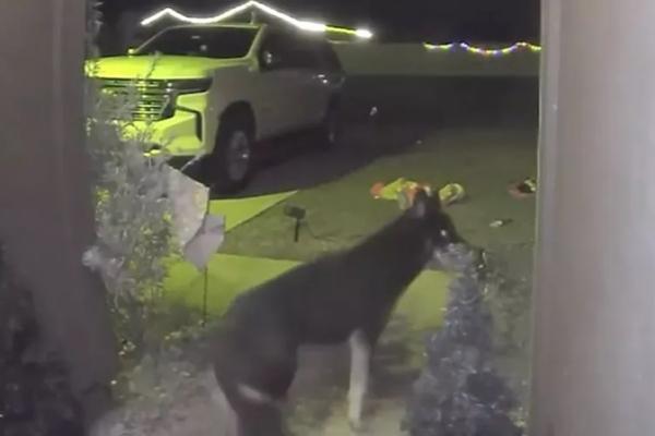 Menghilang, Anjing Peliharaan Bunyikan Bel Pintu Kembali ke Rumah pada Malam Natal