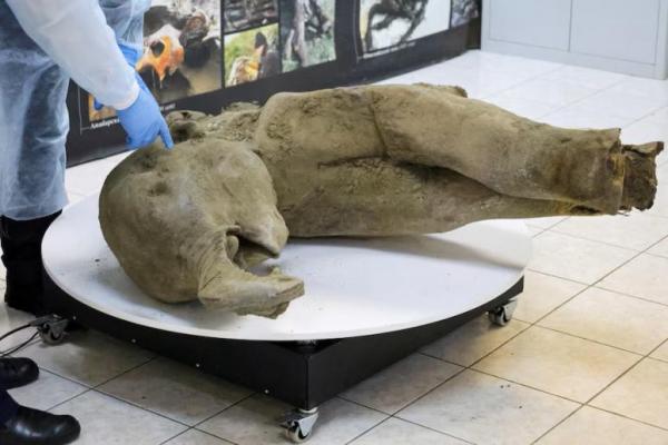 Nyaris Utuh, Bangkai Mammoth Muda Berusia 50 Ribu Tahun Ditemukan di Siberia