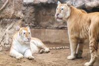 Harimau Betina Emas Langka Ini Jadi Bintang Kebun Binatang Thailand