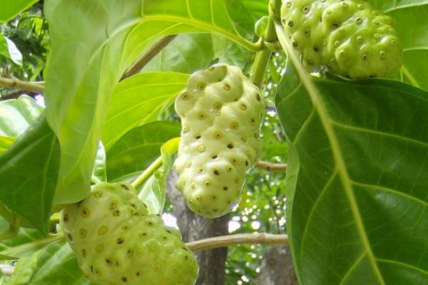 Meski Berbau Menyengat, Ini 5 Manfaat dari Buah Mengkudu