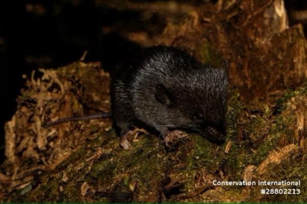 Ilmuwan Temukan 27 Species Baru Termasuk Tikus Amfibi di Amazon