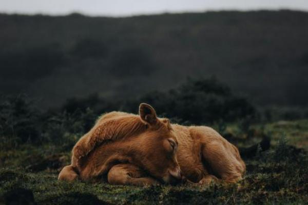 Siapa Pemilik Sapi Betina dalam Surah Al-Baqarah? Ini Kisah dan Maknanya