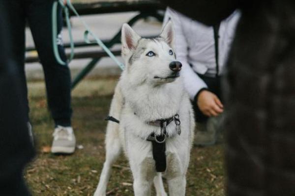 Sederet Sifat Terpuji Anjing Ini Patut Ditiru Manusia